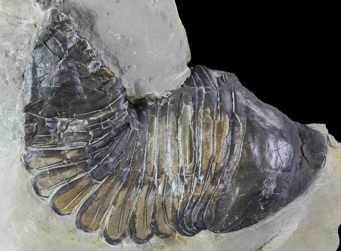 Trimerus Trilobite - Rochester Shale, New York #68337